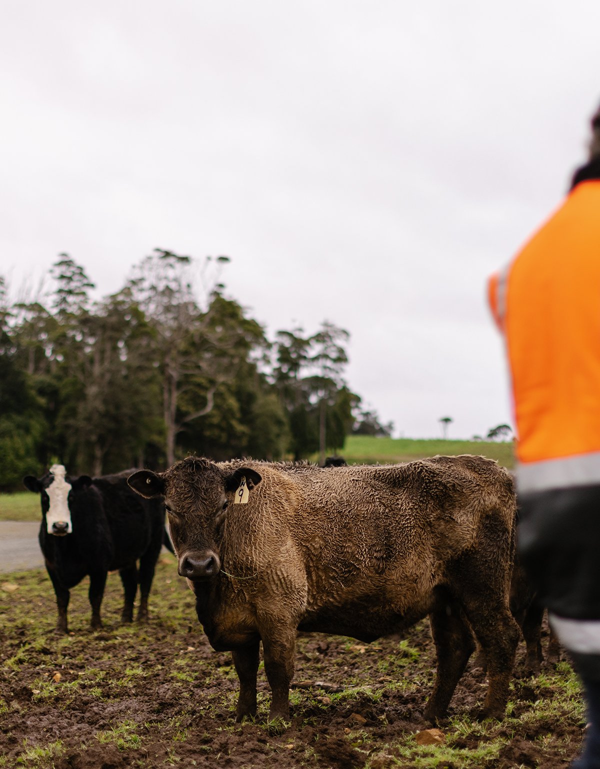 2023 Royce Smith - Inset3