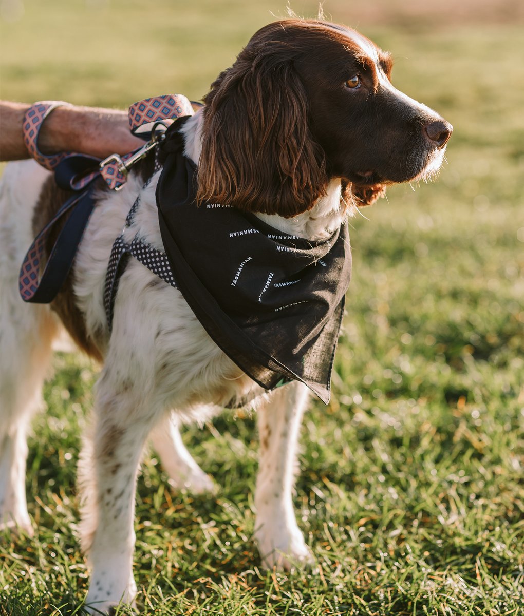Tasmanian-Bandana-Rupert