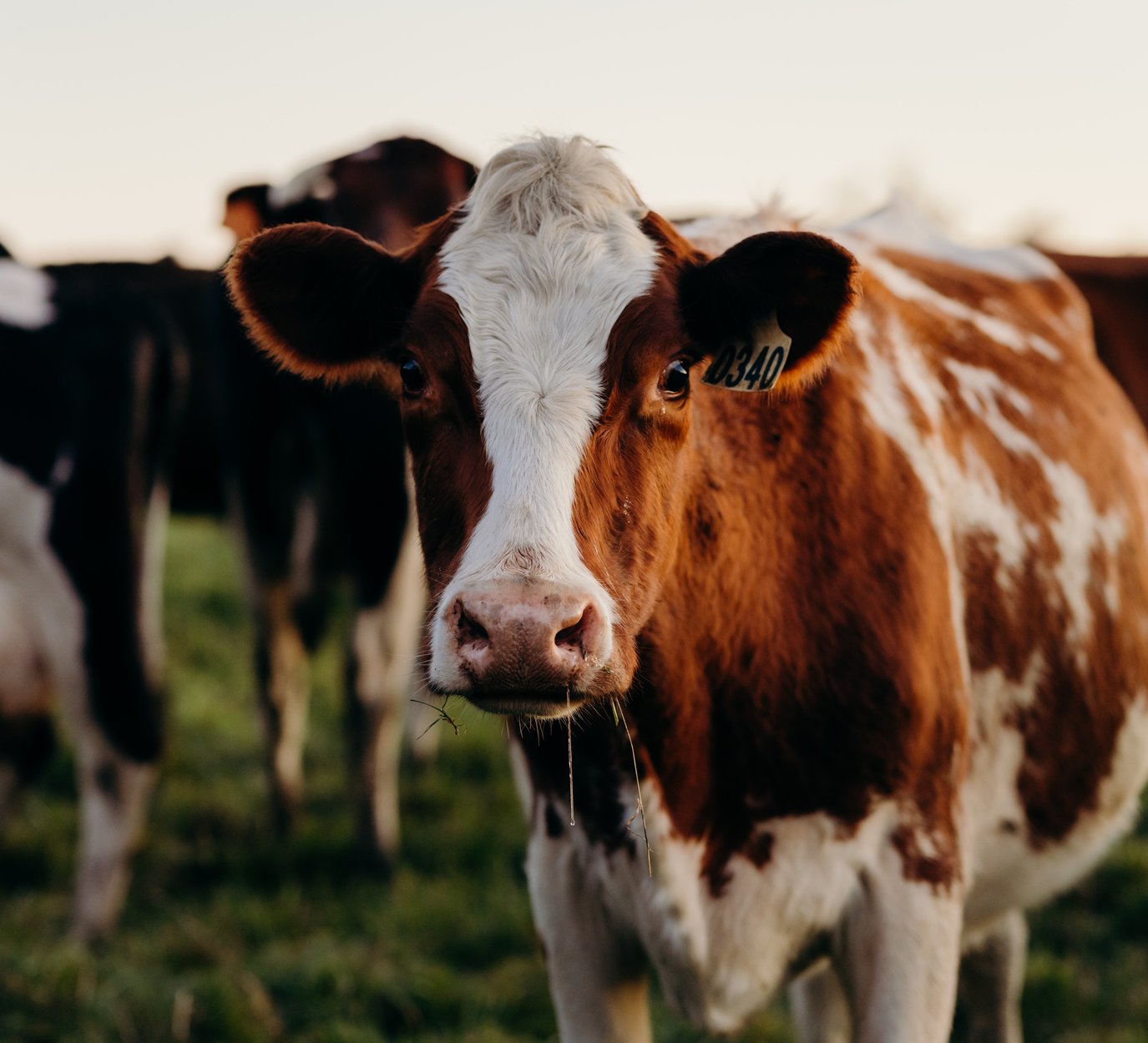 TasmanianMark-Ashgrove-33